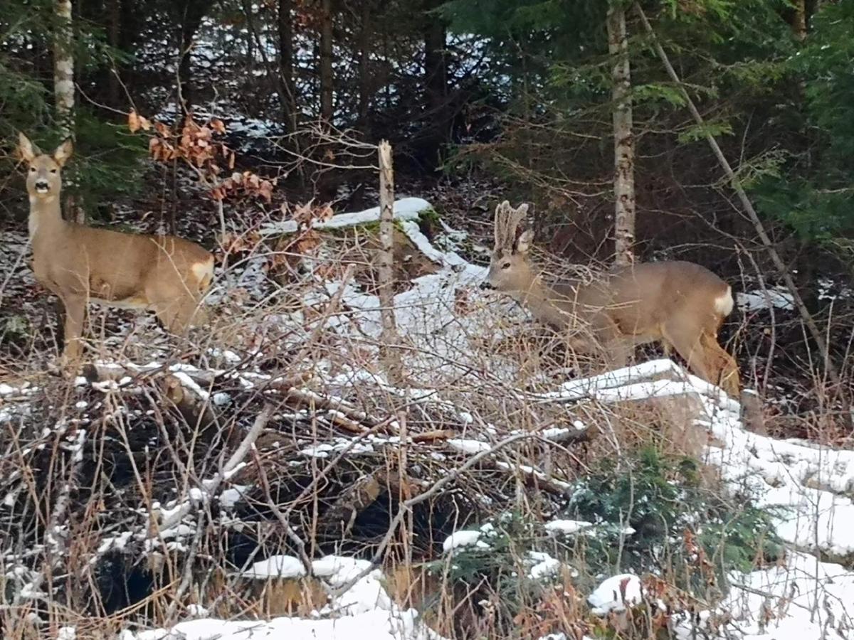 Patakvoelgye Vendeghaz Villa Izvoare  Bagian luar foto