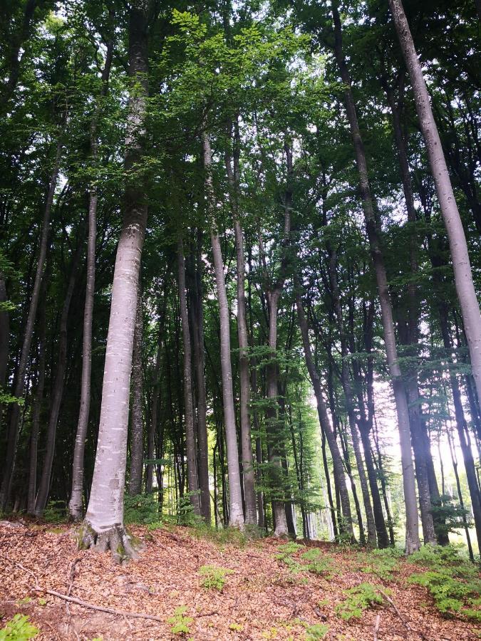 Patakvoelgye Vendeghaz Villa Izvoare  Bagian luar foto